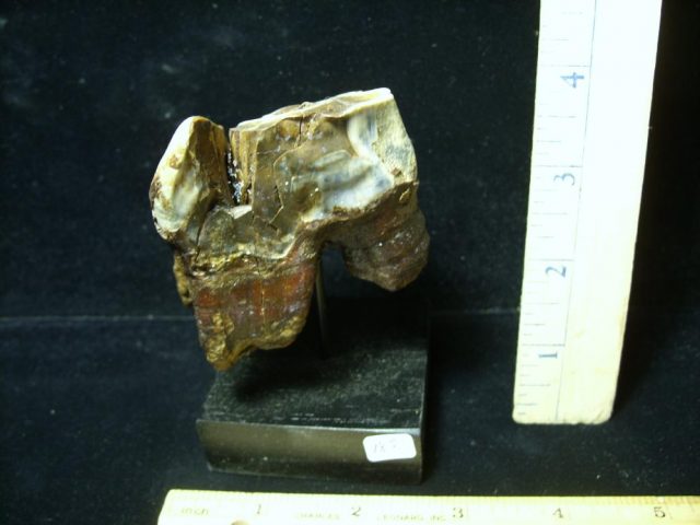 Prehistoric Wooly Rhinoceros Tooth(048721a) - Image 2