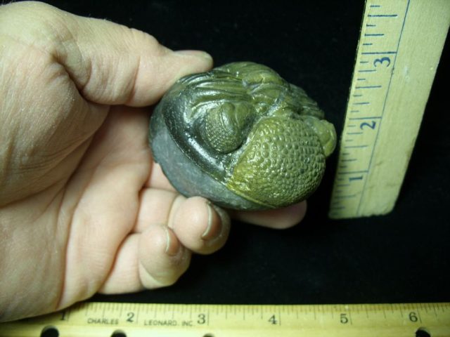 "SUPER SUMMER SALE"--80% "Enrolled" Fossilized Trilobite – Arthropod (042921c)