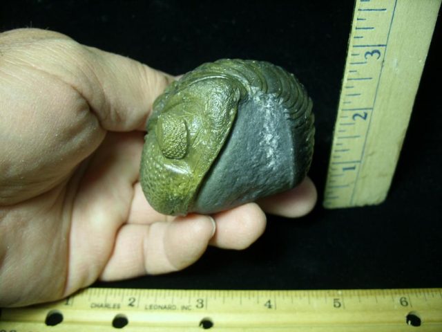 "SUPER SUMMER SALE"--80% "Enrolled" Fossilized Trilobite – Arthropod (042921c) - Image 2