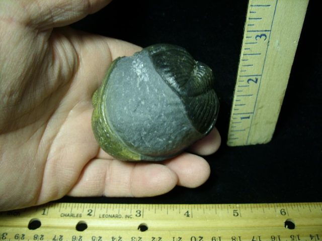 "SUPER SUMMER SALE"--80% "Enrolled" Fossilized Trilobite – Arthropod (042921c) - Image 3