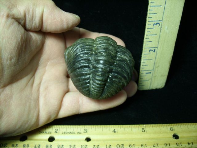 "SUPER SUMMER SALE"--80% "Enrolled" Fossilized Trilobite – Arthropod (042921c) - Image 4
