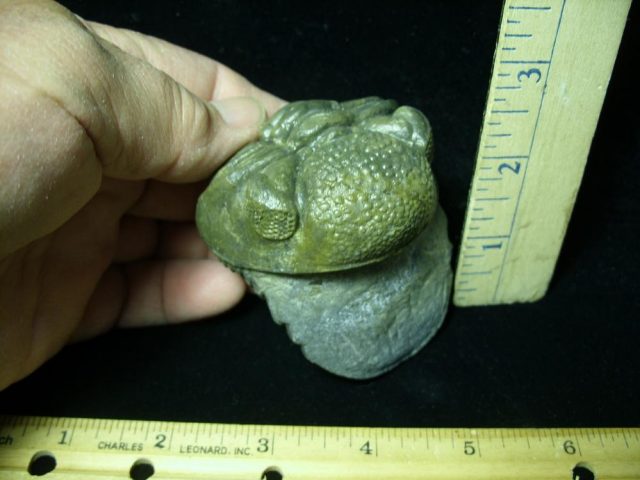 60% "Enrolled" Fossilized Trilobite – Arthropod (042921d)