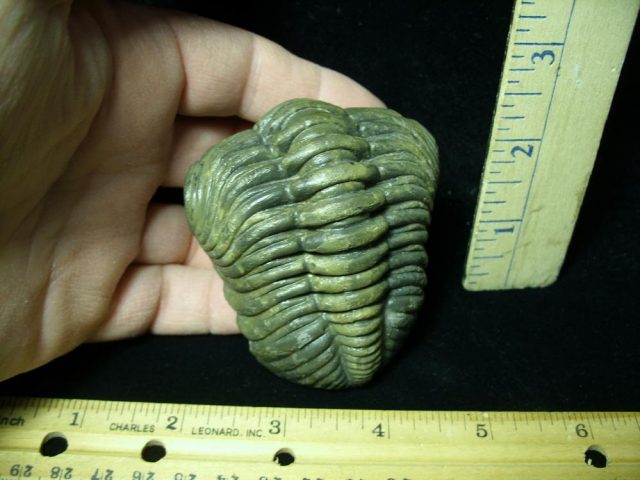 60% "Enrolled" Fossilized Trilobite – Arthropod (042921d) - Image 2