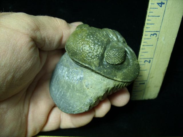 60% "Enrolled" Fossilized Trilobite – Arthropod (042921d) - Image 3