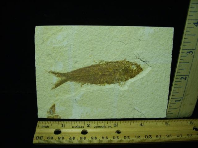 Fossilized “Green River” Fish (042921e)