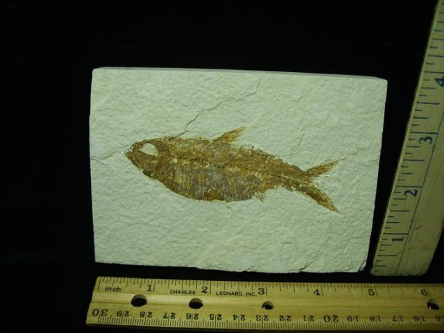 Fossilized “Green River” Fish (042921g)