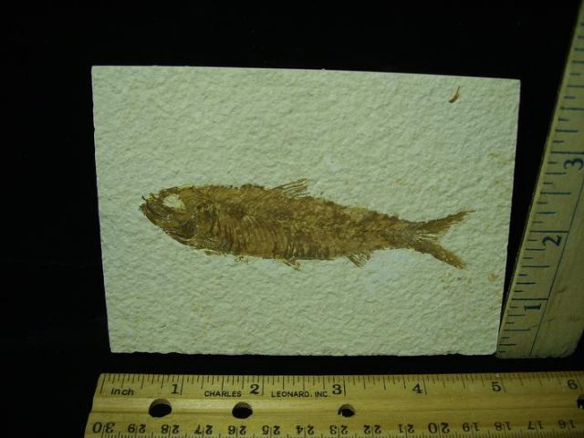 Fossilized “Green River” Fish (042921h)