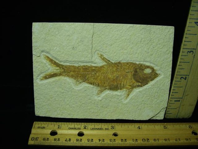 Fossilized “Green River” Fish (042921j)