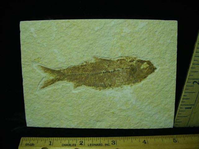 Fossilized “Green River” Fish (042921m)