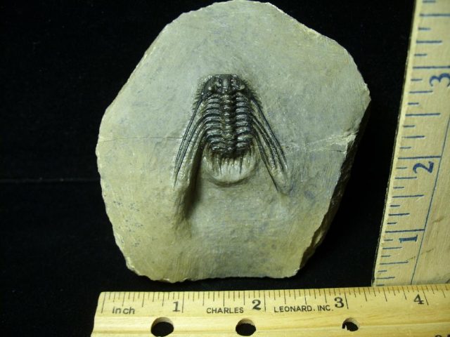 Fossilized Trilobite – Leonaspis (043021b)