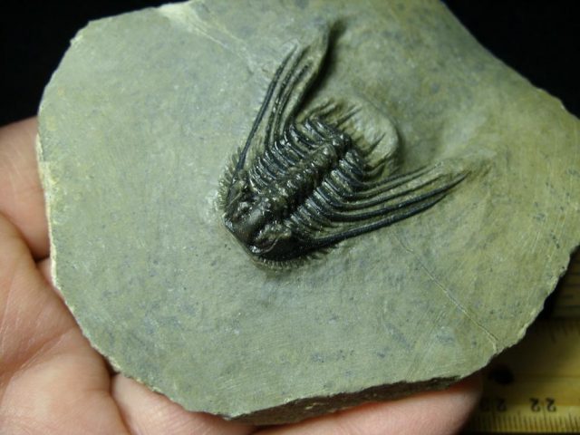 Fossilized Trilobite – Leonaspis (043021b) - Image 2