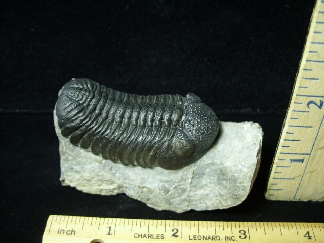 Fossilized Trilobite – Phacops  (043021d)