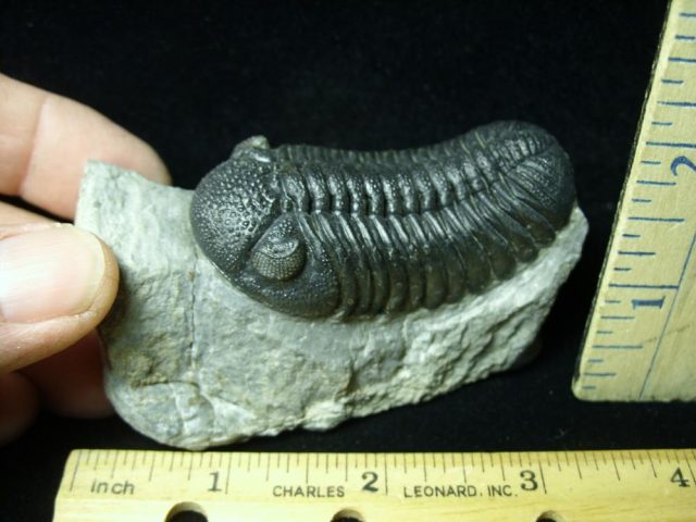 Fossilized Trilobite – Phacops  (043021d) - Image 2