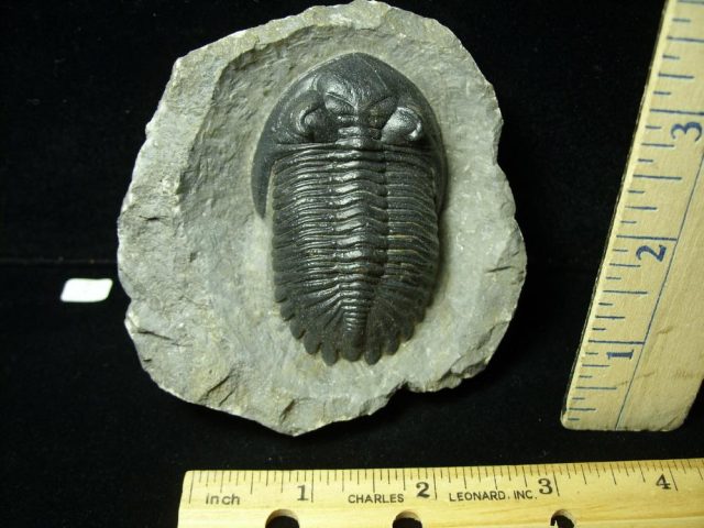 Fossilized Trilobite – Hollardops  (043021h)