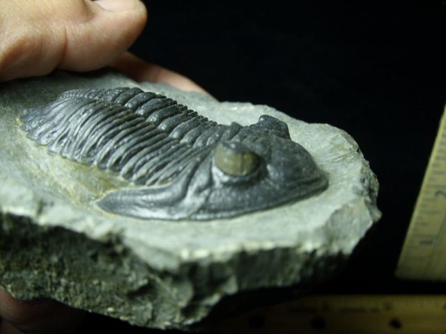 Fossilized Trilobite – Hollardops  (043021h) - Image 2