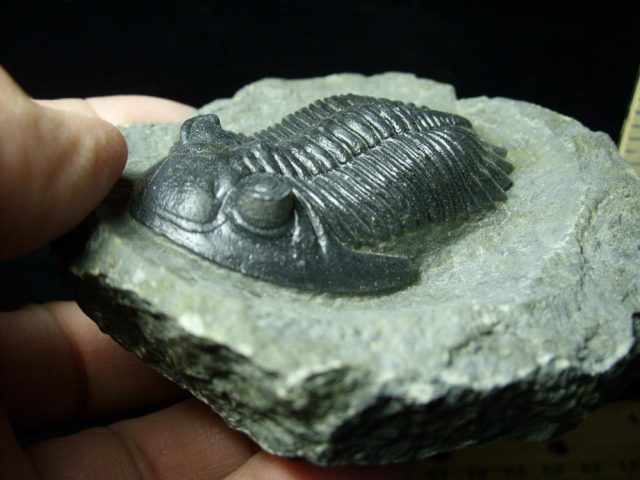 Fossilized Trilobite – Hollardops  (043021h) - Image 3