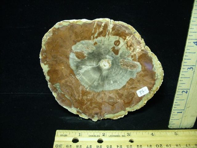 Madagascar Petrified Wood Log Slice (043021n)