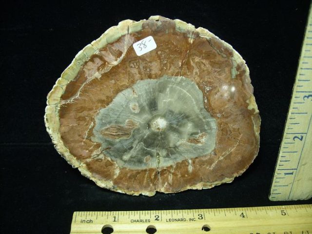 Madagascar Petrified Wood Log Slice (043121d)