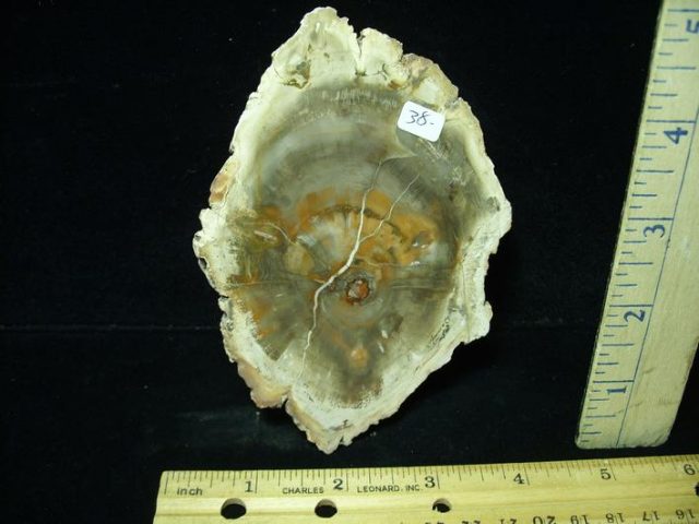 Madagascar Petrified Wood Log Slice (043121e)