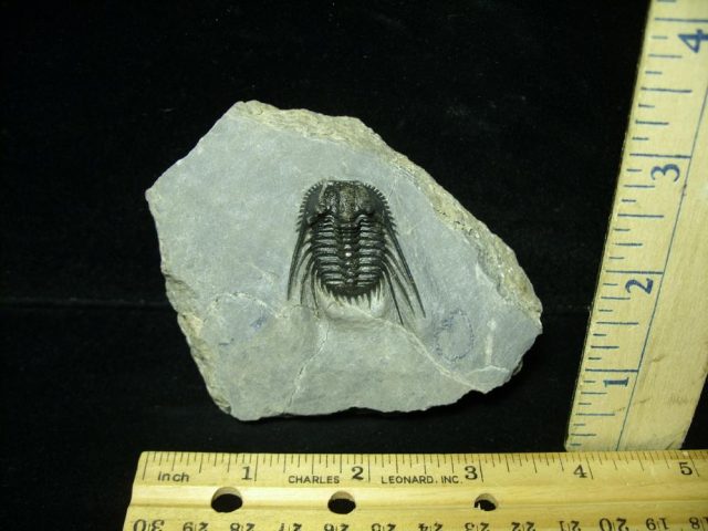 Fossilized Trilobite – Leonaspis (043021c)....ON HOLD for AVERY 02/24/22