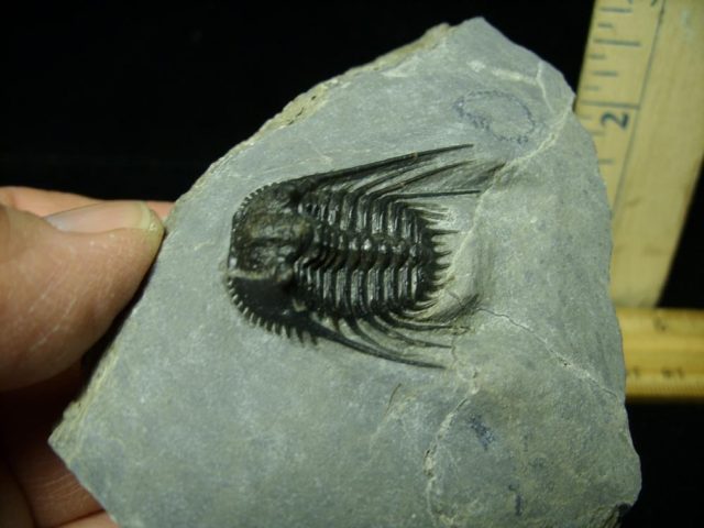 Fossilized Trilobite – Leonaspis (043021c)....ON HOLD for AVERY 02/24/22 - Image 2