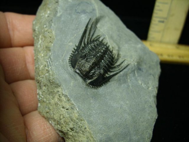 Fossilized Trilobite – Leonaspis (043021c)....ON HOLD for AVERY 02/24/22 - Image 3