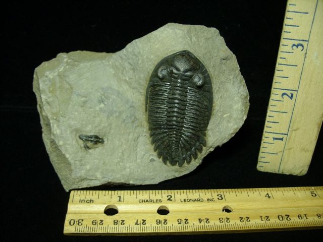 Fossilized Trilobite – Hollardops  (043021f) - Image 2