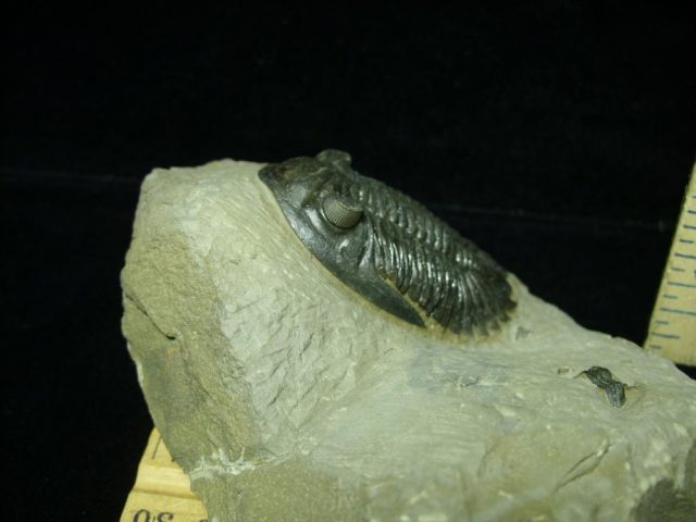 Fossilized Trilobite – Hollardops  (043021f) - Image 3