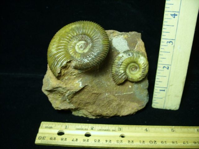 Fossilized Ammonite – Parkinsonia (043221a) - Image 2