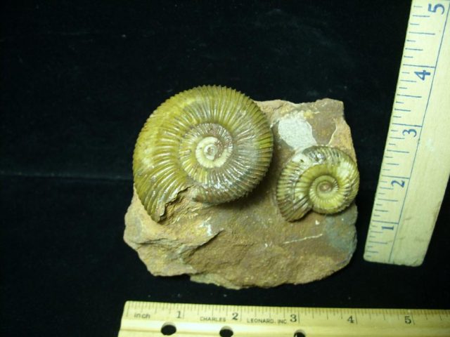 Fossilized Ammonite – Parkinsonia (043221a)