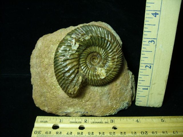 Fossilized Ammonite – Parkinsonia (043221c)