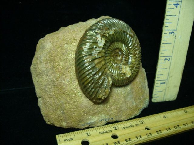 Fossilized Ammonite – Parkinsonia (043221c) - Image 2