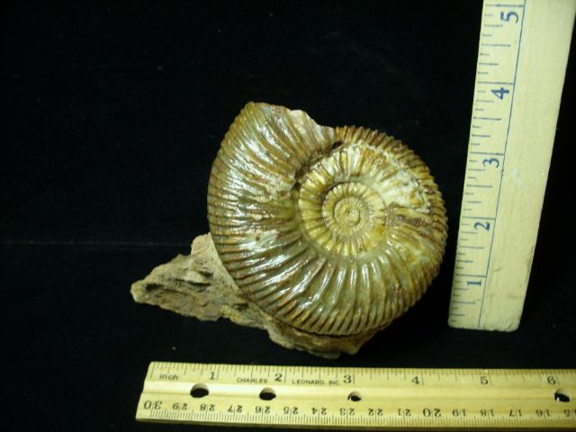 Fossilized Ammonite – Parkinsonia (043221d)