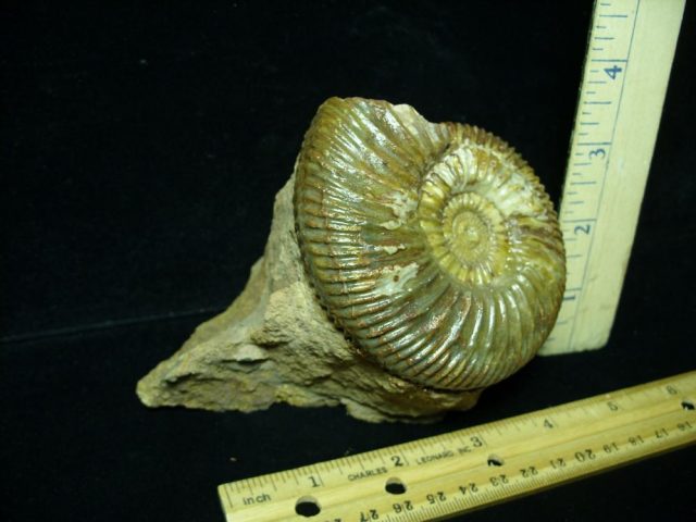 Fossilized Ammonite – Parkinsonia (043221d) - Image 2