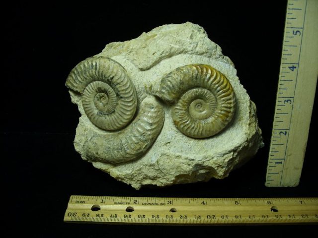 Fossilized Ammonite – Parkinsonia (043221e)
