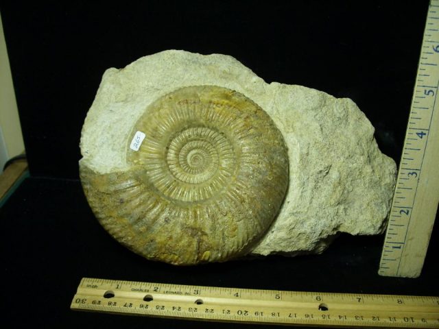 Fossilized Ammonite – Parkinsonia (043221g)
