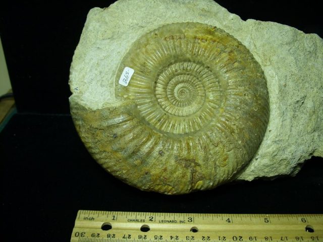 Fossilized Ammonite – Parkinsonia (043221g) - Image 2
