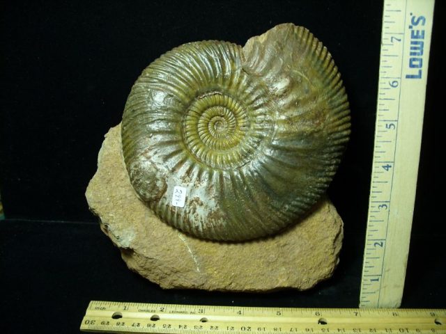 Fossilized Ammonite – Parkinsonia (043221h)