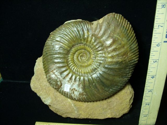 Fossilized Ammonite – Parkinsonia (043221h) - Image 2