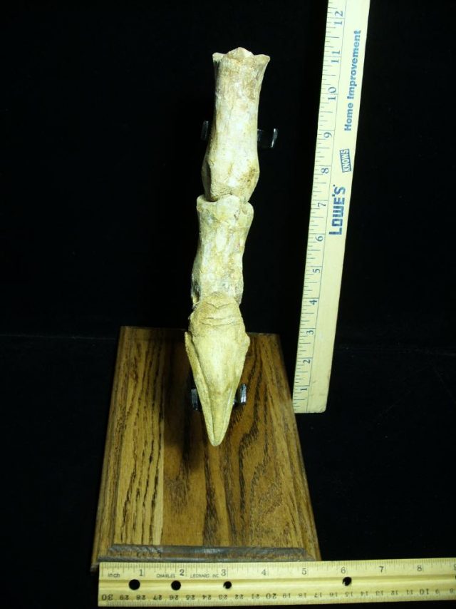 Authentic Spinosaur Dinosaur Toe with Claw (044621r) - Image 3