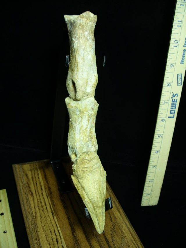 Authentic Spinosaur Dinosaur Toe with Claw (044621r)