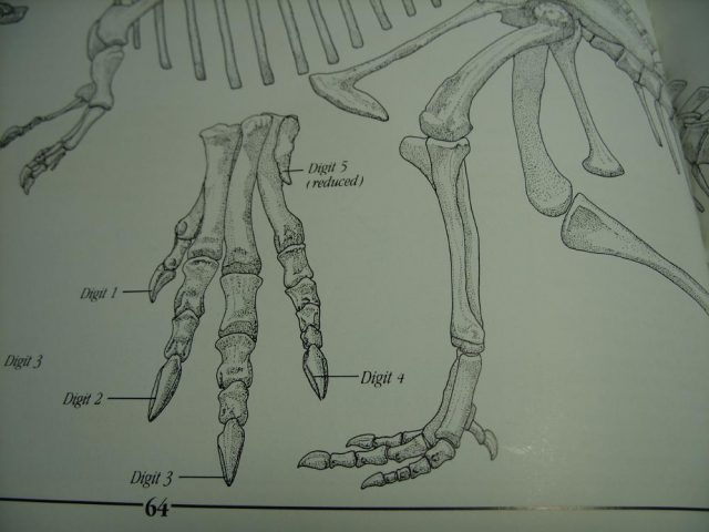 Authentic Spinosaur Dinosaur Toe with Claw (044621r) - Image 4