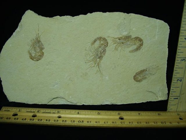 Nice Articulated Fossil Shrimps  (043121n)