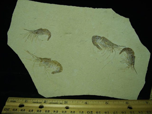 Nice Articulated Fossil Shrimps  (050121a)