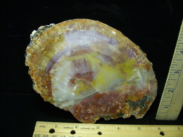 Arizona Petrified Wood (050221a)