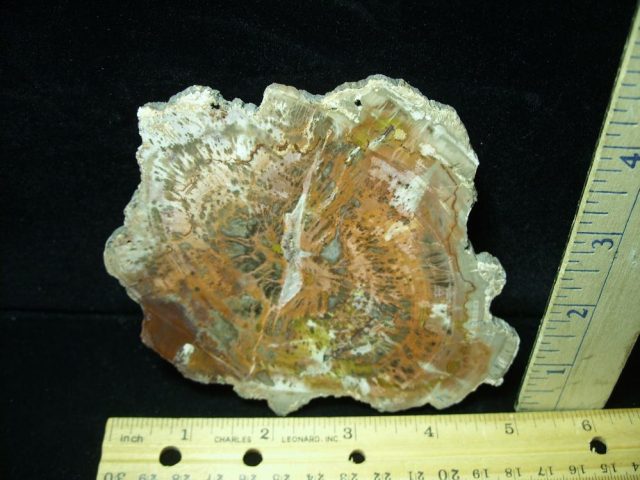 Arizona Petrified Wood (050221c)