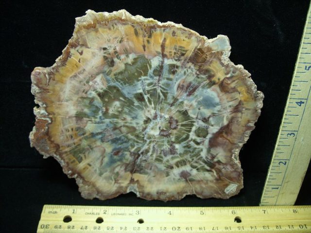 Arizona Petrified Wood (050221d)