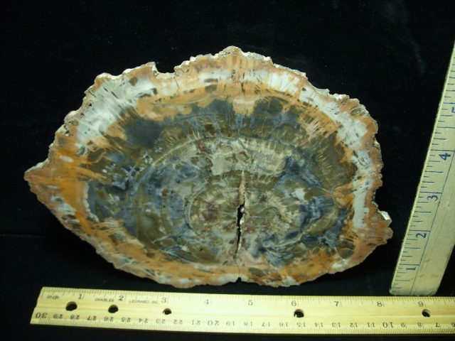Arizona Petrified Wood (050221f)