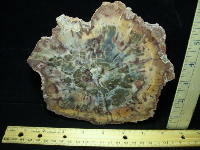 Arizona Petrified Wood (050221g)