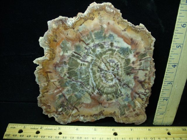 Arizona Petrified Wood (050221j)